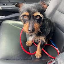 Animal lovers and potential volunteers, as well as shelters and rescue groups, are invited to connect with us to. Adopt Eugene Levy On Petfinder Dog Adoption Australian Terrier Terrier Mix Dogs