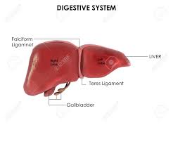 Ribs and spine bone diagram system rib cage diagram bones blank human body ribs liver diagram human anatomy diagram lungs show human anatomy liver diaphragm small intestine large stommach body kidney human anatomy diagram where is the liver located in the human body diagram. 3d Image Render Of Human Liver Anatomy For Biology Science Education Stock Photo Picture And Royalty Free Image Image 148869537