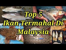 10 makanan paling mahal di dunia seperti yang disenaraikan di atas kebanyakanya adalah fakta yang jarang diketahui umum. Top 5 Ikan Termahal Di Malaysia Anda Pasti Terkejut Dengan Harga Ikan Ini Youtube