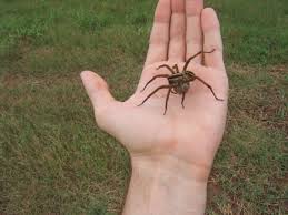 Black And Brown Wolf Spider Wolf Spider Wolf Spider Wolf Spider