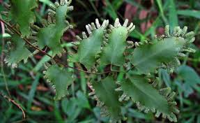 Image result for Lygodium microphyllum