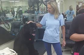 1 what is dog grooming? Program Merryfield School Of Pet Grooming