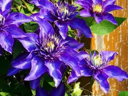 Check spelling or type a new query. Top 55 Beautiful Types Of Blue Flowers With Names And Pictures Florgeous