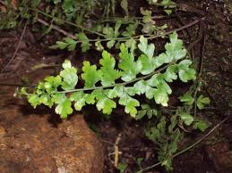 Image result for Asplenium aethiopicum