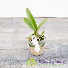 Image result for Bulbophyllum unifoliatum