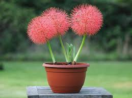 Image result for Scadoxus