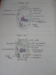 Skin wound healing is a serious interaction between cell types, cytokines, mediators, the neurovascular system, and matrix remodeling. Plant Cell And Animal Cell Plant And Animal Cells Plant Cell Animal Cell Drawing