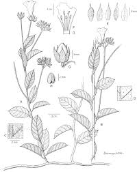 Image result for Vernonia longipedunculata