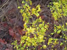 Image result for Ochna leptoclada
