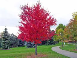 Red Maple Tree Free Stock Photo Hd Public Domain Pictures Red Maple Tree Maple Tree Seeds Japanese Red Maple Tree
