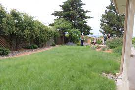 Buffalo Grass Meadow Prairie Meadows Backyard Meadow