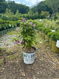 Image result for Clematis