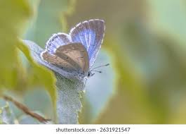 Image result for Celastrina argiolus