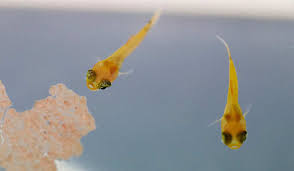 Ab wann darf mein baby eier essen. Wenn Der Fisch Nachwuchs Zuviel Wird Aquariumeinrichten Com Wie Richte Ich Mein Aquarium Ein