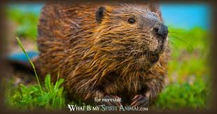 Последние твиты от accidentally (@accidentallytv). Beaver Symbolism Meaning Spirit Totem Power Animal