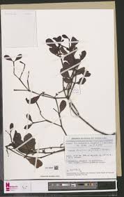 Image result for Viscum congolense