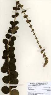 Image result for Tinnea