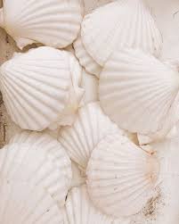Pin By Deniz Onen On Inspiration In 2020 Seashells Photography Beach Aesthetic Beige Aesthetic