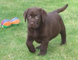 Vom tierarzt sind wir auch. Reinrassige Labrador Welpen Suchen Ein Liebevolles Zuhause Labrador