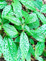 Image result for Urera