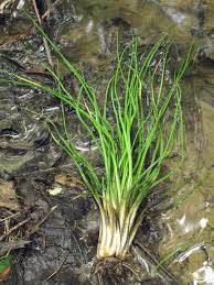Image result for Isoetes alstonii
