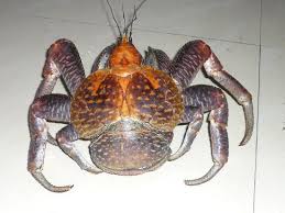 The spider looking bug was found in the bathroom and the lady bug was found outside. Is This A Bug Or A Crab Picture Of Bunaken Cha Cha Nature Resort Bunaken Island Tripadvisor