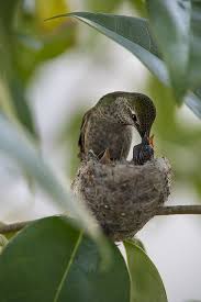 Birds Of A Feather Song Rio Hummingbird Feeding Its Young Hummingbird Pet Birds Beautiful Birds