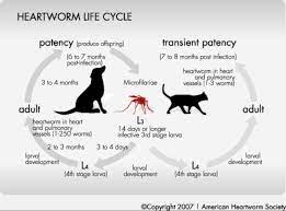 Heartworm Prevention Information Pond Point Animal Hospital