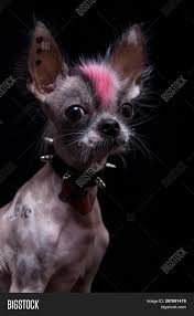 Some dog owners love their dogs so much they can't think of a better way to pay tribute to them than making a tattoo. Punk Style Peruvian Image Photo Free Trial Bigstock