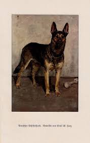 Deutscher Schaferhund Kunstdruck Von 1926 Emil Herz Hund German Shepherd Dog German Shepherd Animals Canine