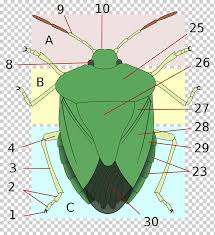 The brown marmorated stink bug is a important agricultural and urban pest. Insect Wing Stink Bugs Heteroptera Brown Marmorated Stink Bug Acorn Squash Angle Leaf Animals Png Klipartz