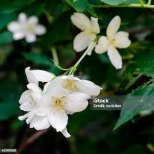 Image result for Jasminum pauciflorum