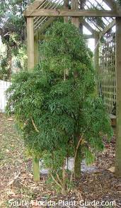 Avoid planting it in areas that receive afternoon sun as its leaves will scorch in prolonged direct sun. Ming Aralia