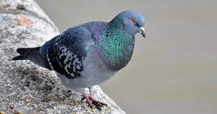Rock Pigeon Life History All About Birds Cornell Lab Of Ornithology