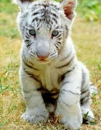 Black And White Baby Tiger Pictures Baby White Tiger Animals Cute Baby Animals Baby Animals