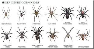 Missouri Spiders Google Search Spider Identification