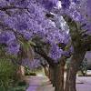 The above beautiful flowering tree is a crape myrtle. 1