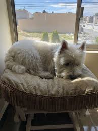 Our goal is to place westies that have been abandoned, lost, or that can no longer be cared for by their owners in safe, loving homes due to a wide variety of reasons. Thinking Westie Terrier West Highland Terrier West Highland White Terrier