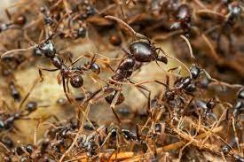 In this article, pest guide explains why and what the variables are so you can negotiate the why should you call professional ant control? 2021 Ant Exterminator Cost Ant Pest Control Cost
