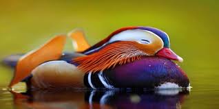 Mandarin ducks on wn network delivers the latest videos and editable pages for news & events the mandarin duck (aix galericulata), or just mandarin, is a perching duck species found in east mandarin duck spotted in upper assam; Mandarin Duck Journalsofindia