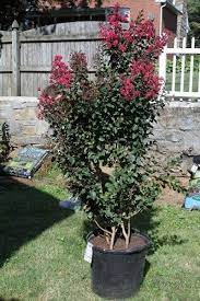 Plant your new crape myrtle make a hole in the center of the potting soil mix with your fist, pushing down about 10 into the soil. Tips To Grow Crepe Myrtles In Containers Crepe Myrtle Trees Crepe Myrtle In Containers Flower Bed Plants