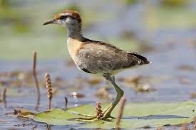 Image result for Micrococca capensis