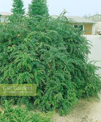 Image result for Berberis verruculosa
