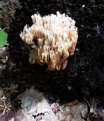 Accordingly, lion's mane is a great mushroom for beginning mushroom hunters. Forest Preserve District Of Cook County Crown Tipped Coral Mushroom Artomyces Pyxidatus Looking Like Coral Growing In An Ocean This Is Just One Of Several Coral Mushrooms That Can Be Found In