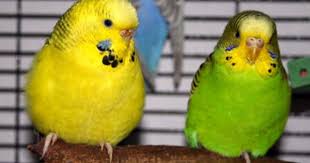 Texas Clearbody Budgie Budgie Parakeet Budgies Parakeet Colors