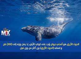 هل تعلم ان وزن لسان الحوت الازرق يعادل وزن الفيل. Screen Mix Ù„Ø³Ø§Ù† Ø§Ù„Ø­ÙˆØª Ø§Ù„Ø£Ø²Ø±Ù‚ Ø§Ø«Ù‚Ù„ Ù…Ù† ÙˆØ²Ù† ÙÙŠÙ„ Facebook