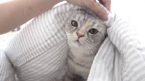 Maybe you would like to learn more about one of these? Intip 10 Kucing Lucu Dan Menggemaskan Di Channel Youtube Kittisaurus