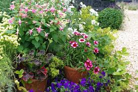 Si vous avez 100 € à dépenser, choisissez une plante à 50 € , le reste c'est pour le pot, le terreau, la bille. Jardin En Pot C Est L Ete La Terre Est Un Jardin