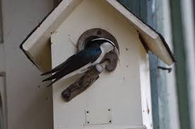 In a safe and sturdy nest that won't fall down! Thousand Islands Life Hard Time