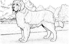 A miniature goldendoodle is quite an amazing creature that has been bred for its unique yet impressive qualities. Saint Bernard Coloring Page Free Printable Coloring Pages Dog Coloring Page Animal Coloring Books Dog Coloring Book